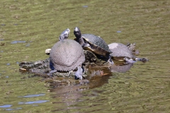 Turtle pile