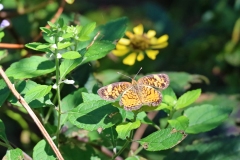 Painted lady