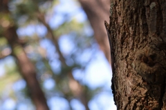 5-lined skink