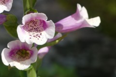 P1070540