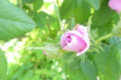 P1070548