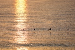 obx2