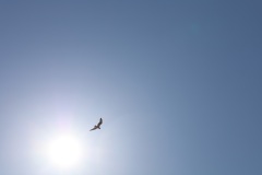 obx3