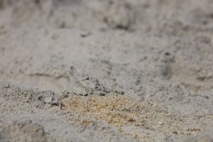 obx5