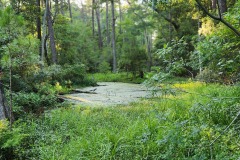 Kitty Hawk Woods