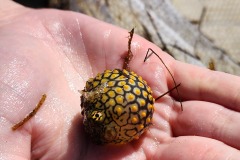 Puffer fish