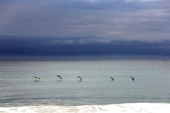Pelican armada