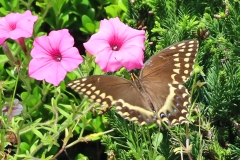 EG Great Swallowtail 1