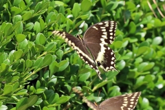 EG Great Swallowtails courtship