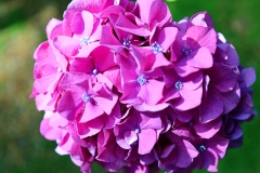 Elizabethan Gardens Hydrangea