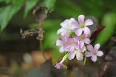 Elizabethan Gardens Hydrangea 2
