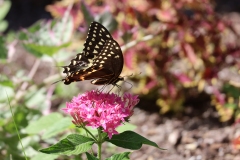 Great Swallowtail 4