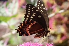Great Swallowtail 5