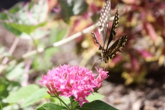 Great Swallowtail Hello