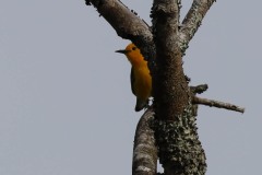 IMG_2346cr