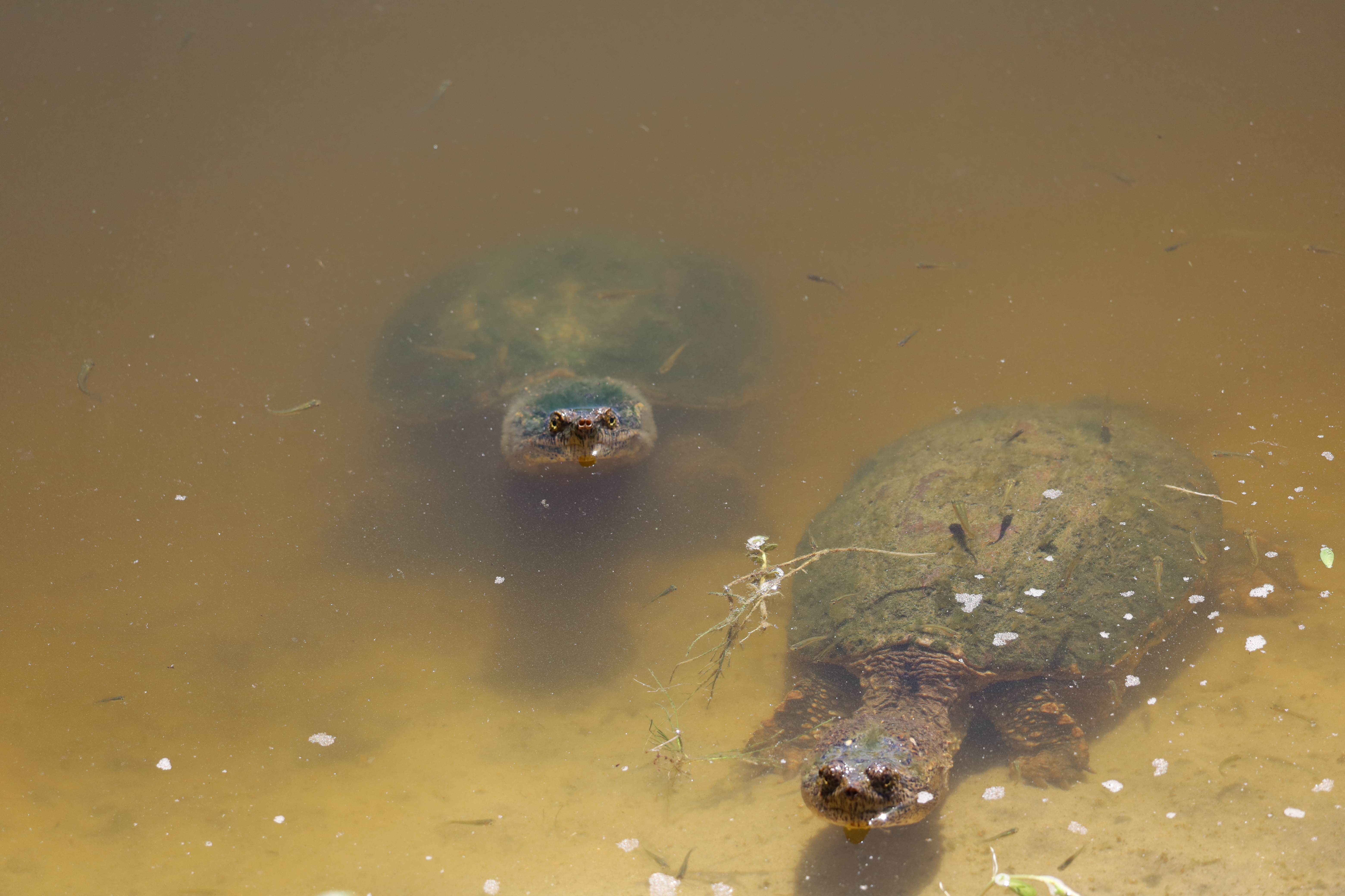 Two snappers