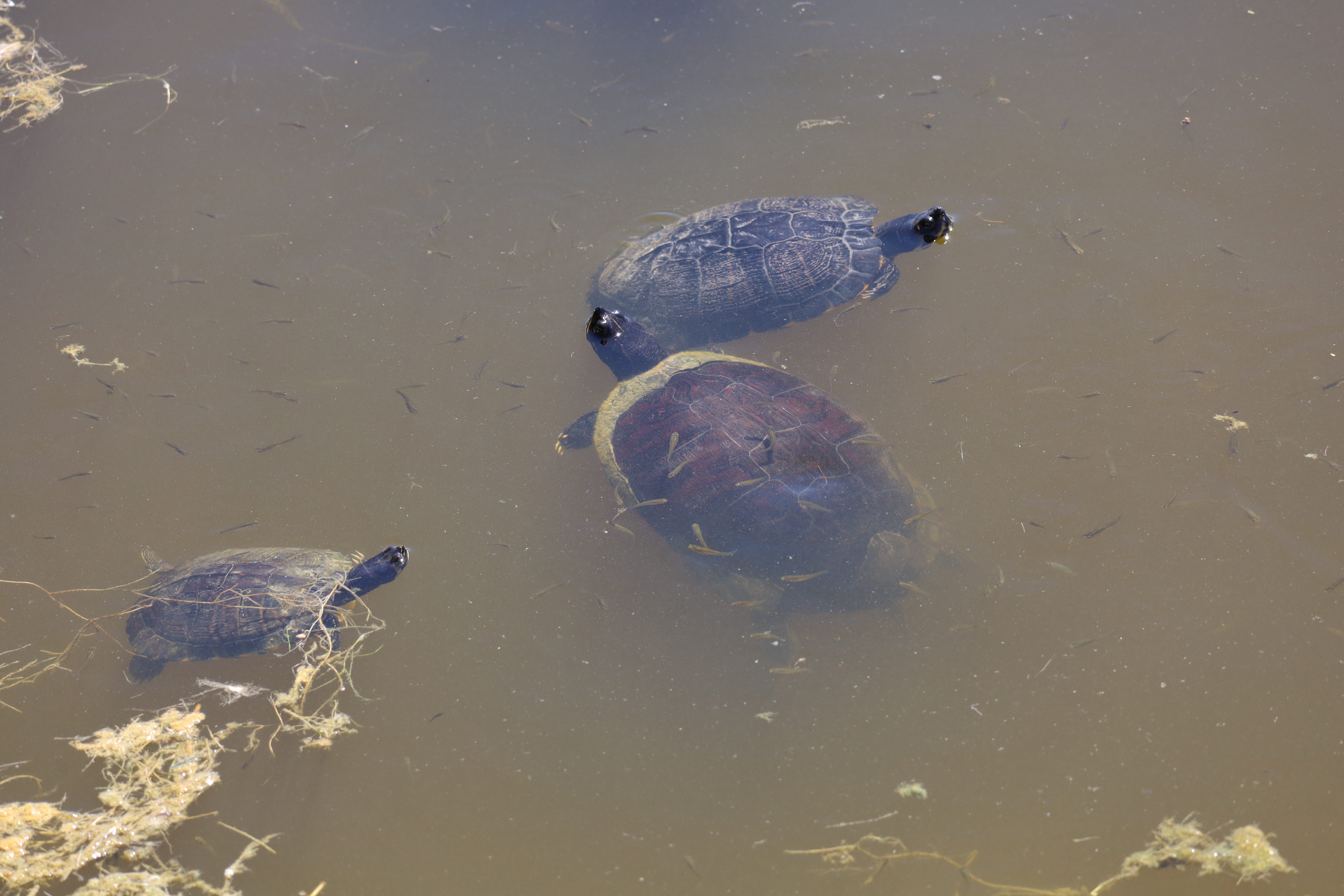 Turtle trio