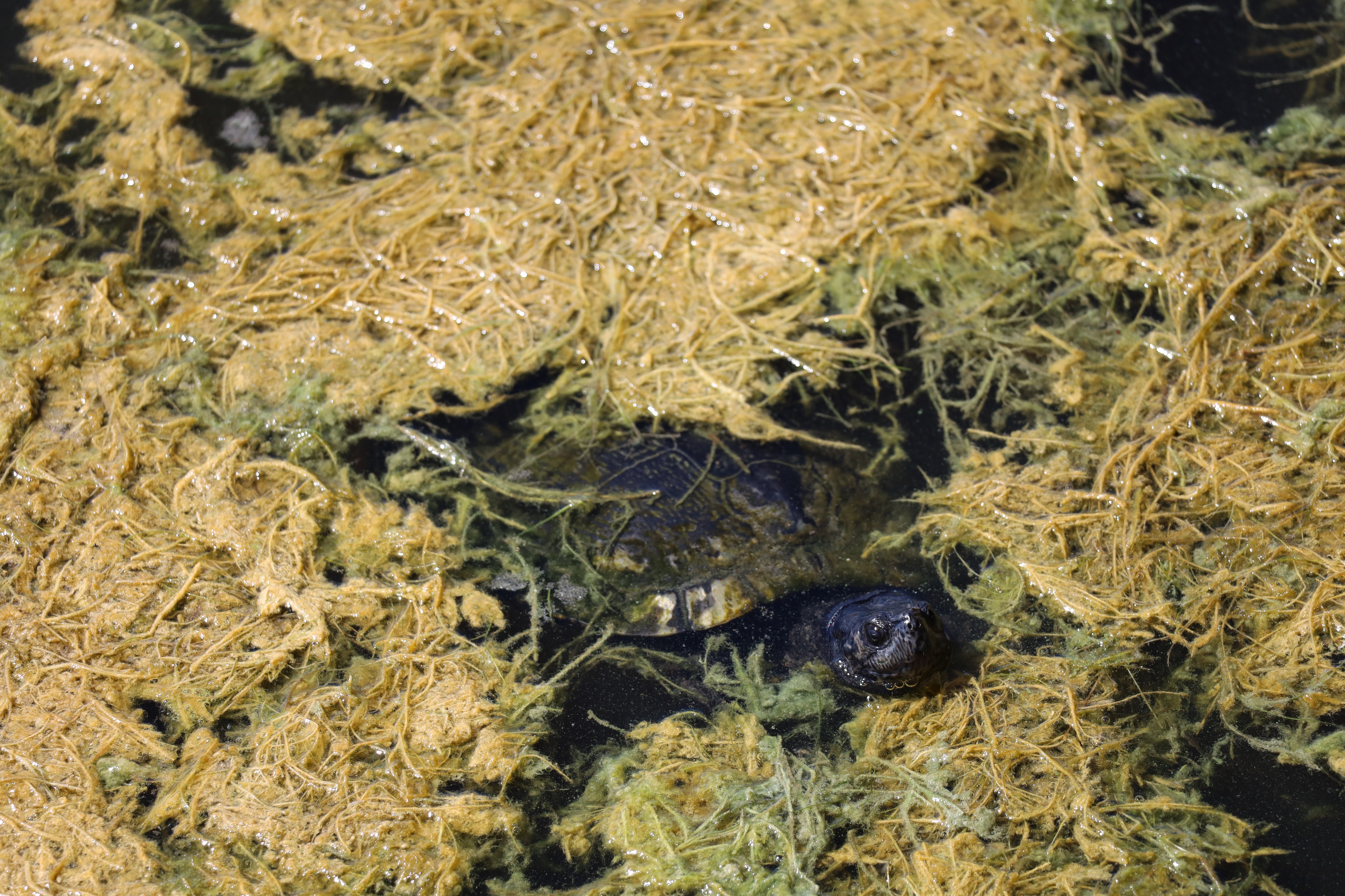 Furtive turtle