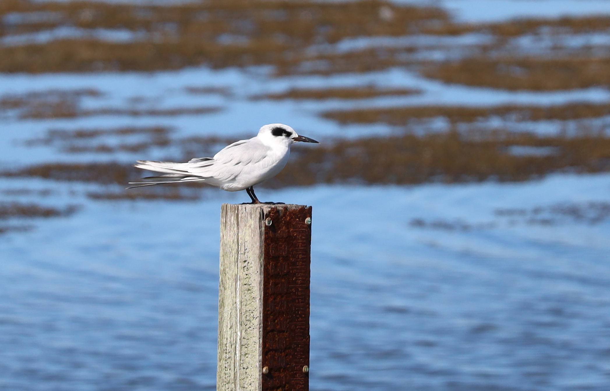 Tern