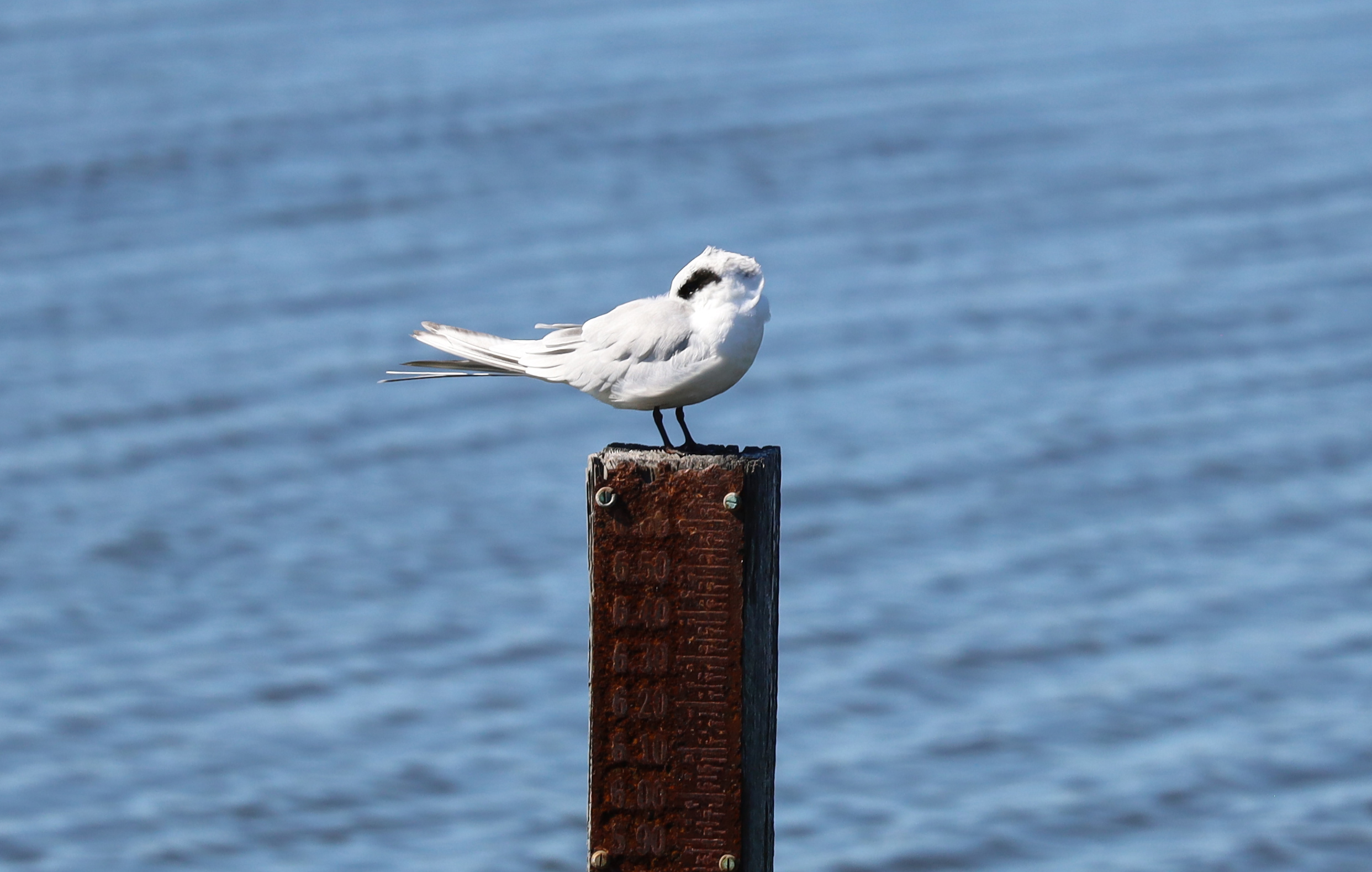 Tern2
