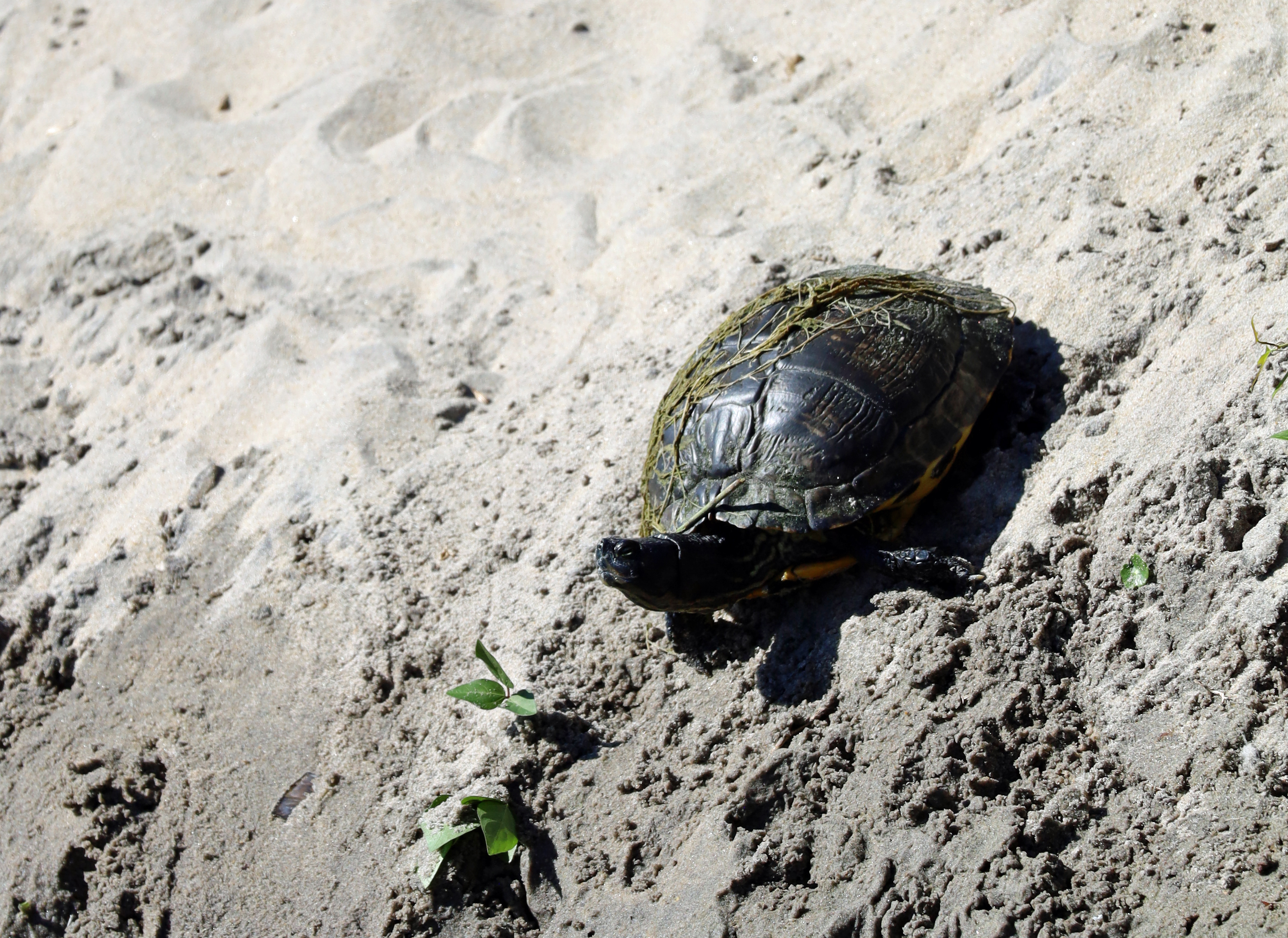 Turtle