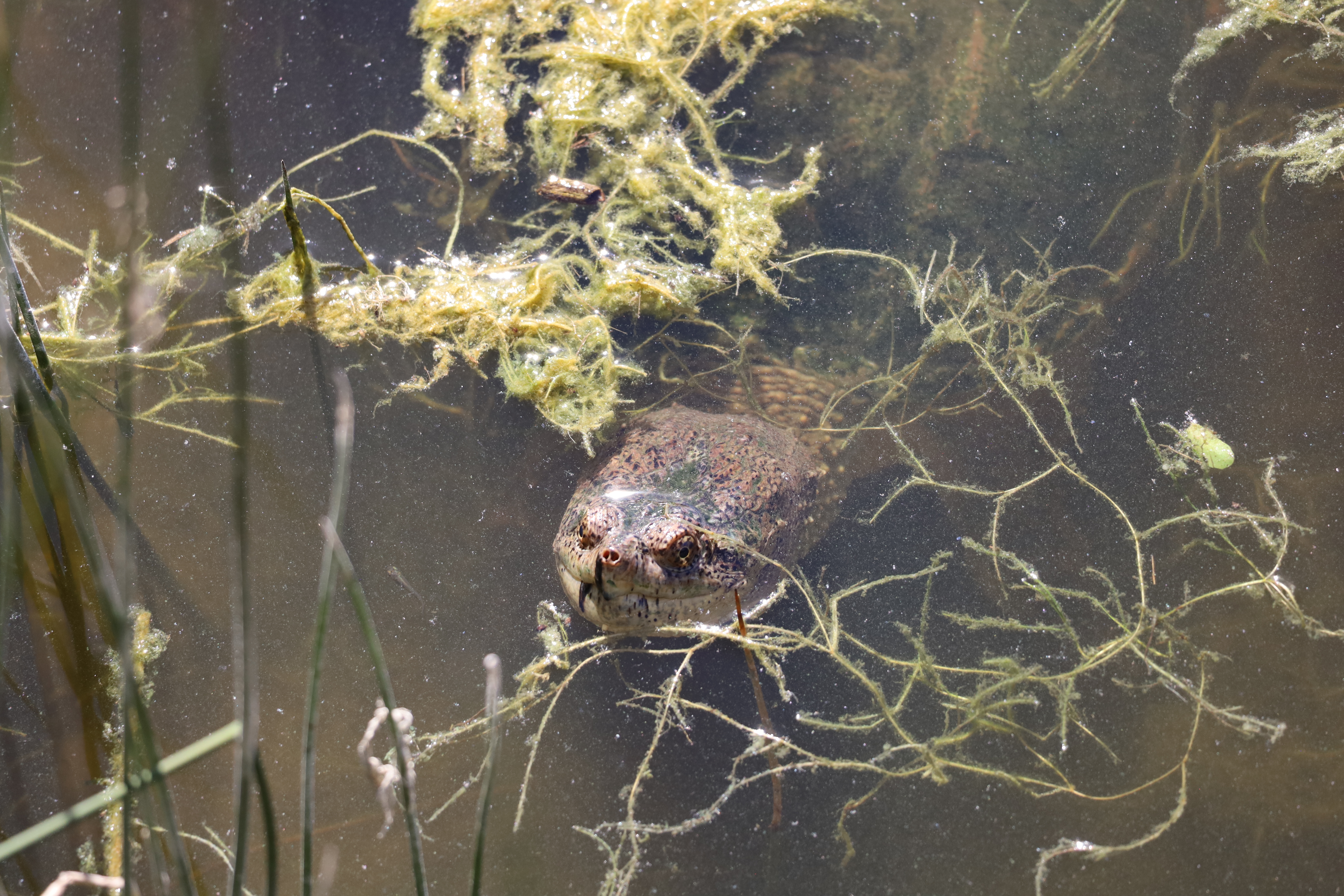 Snapper