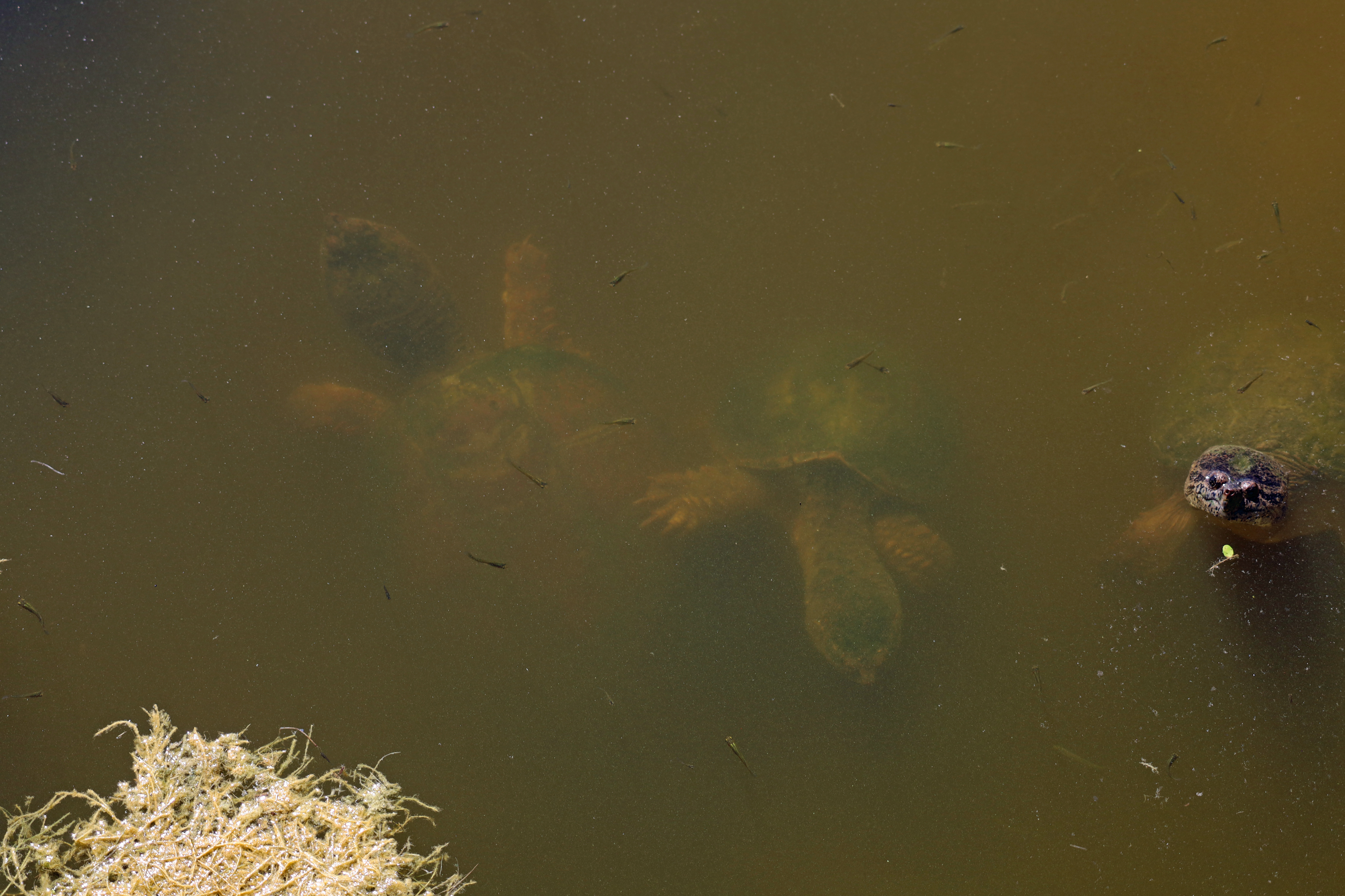 Three Snappers