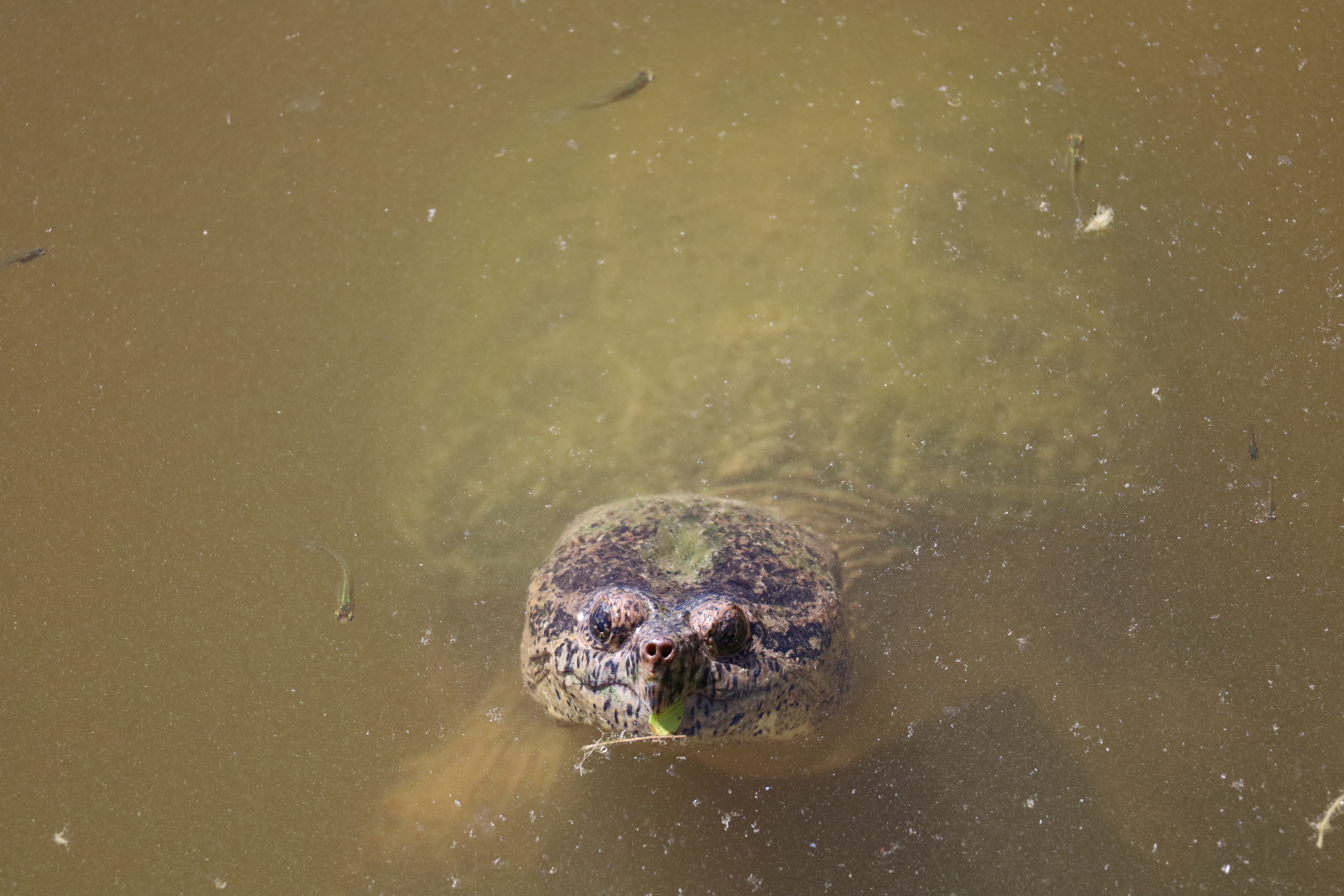Snapper