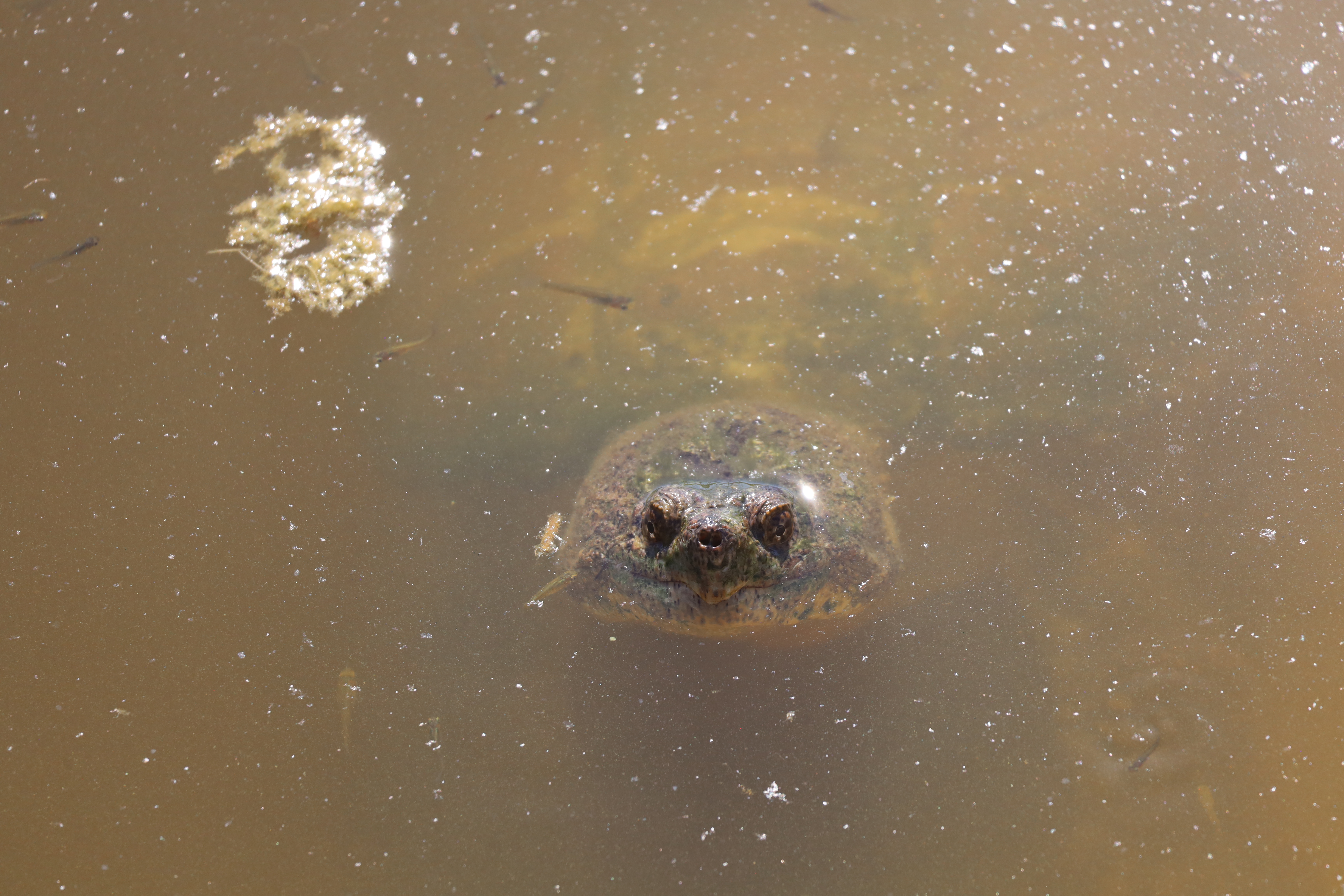 Snapper