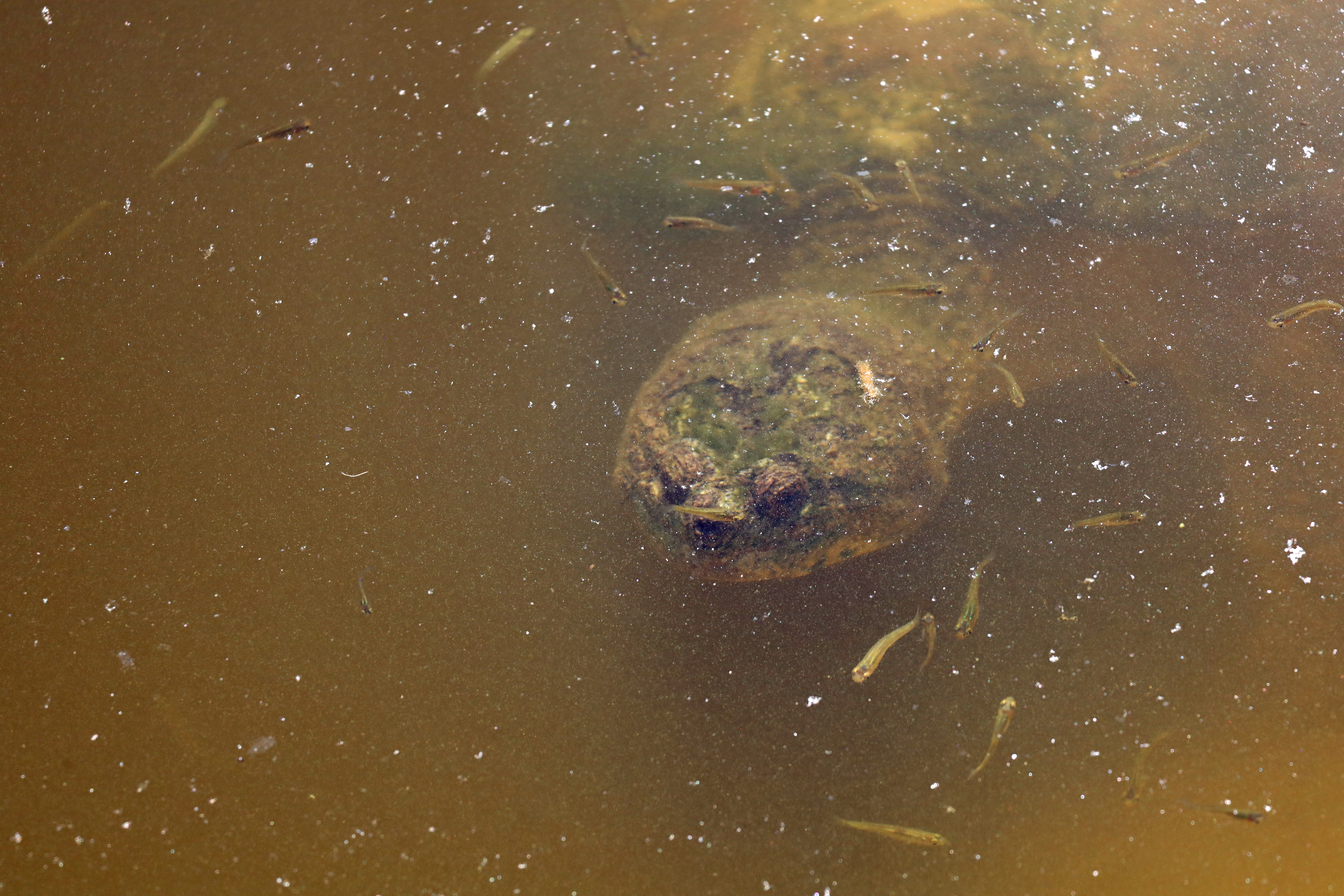 Snapping turtle