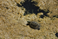 Youngster