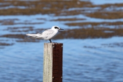 Tern