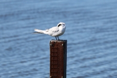 Tern2