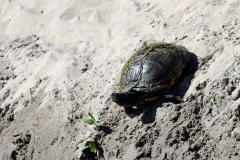Turtle