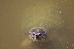 Snapper