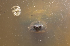Snapper