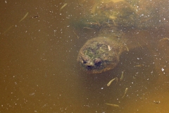 Snapping turtle