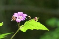 P1000273