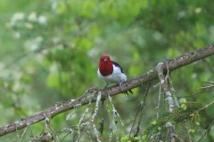 red-headed-woodpecker-4