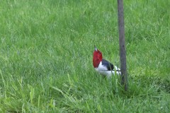 red-headed-woodpecker-5