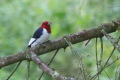 red-headed-woodpecker