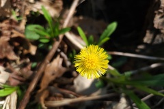 Colt's foot