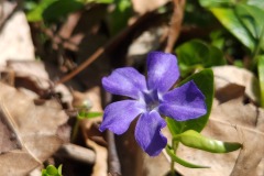 Violet