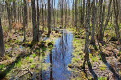 Reflection Path