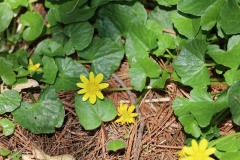 Marsh marigold
