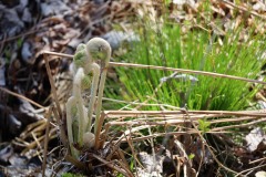 Fiddleheads