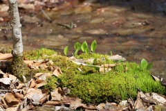 Welcome spring