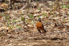 Robin