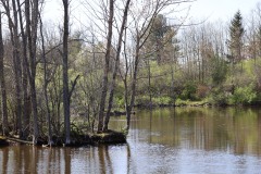 Pond