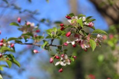 Spring blooms